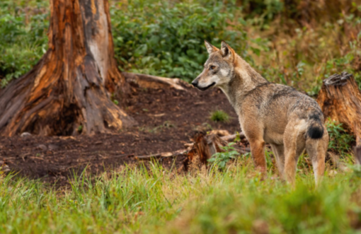 Svizzera, scontro animalisti - agricoltori sulla riforma della caccia